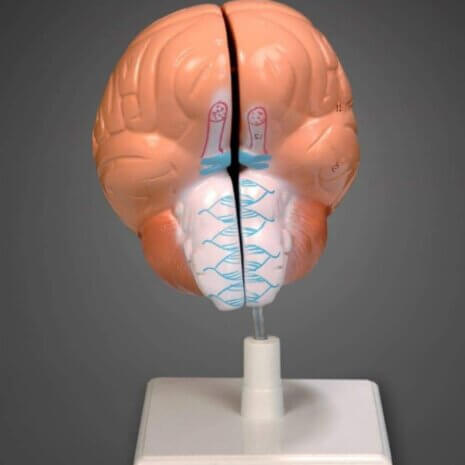 SGAM002BRAIN MODEL