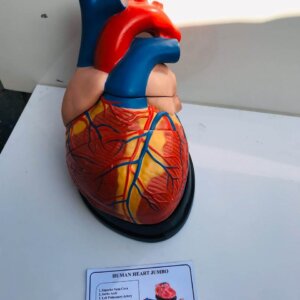 SGAM005HEART MODEL